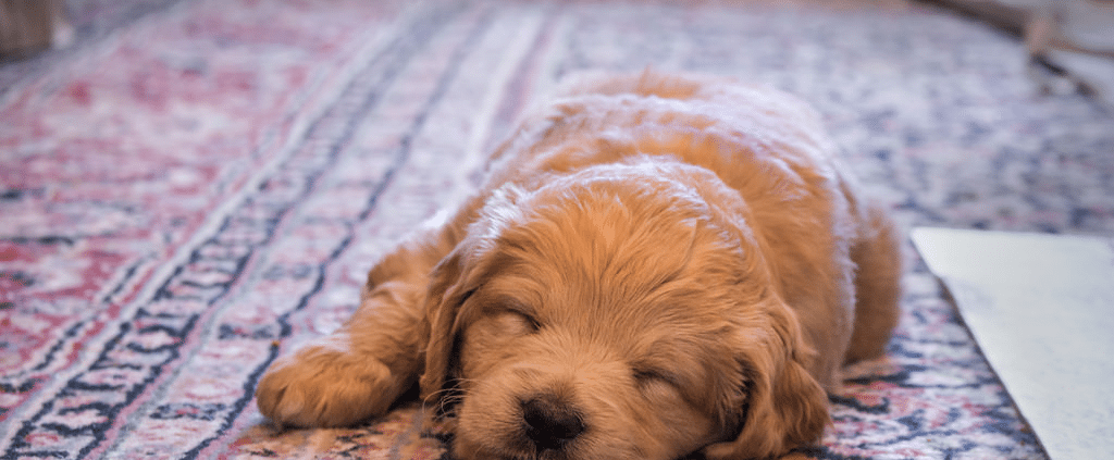 Dog On Rug