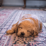 Dog On Rug