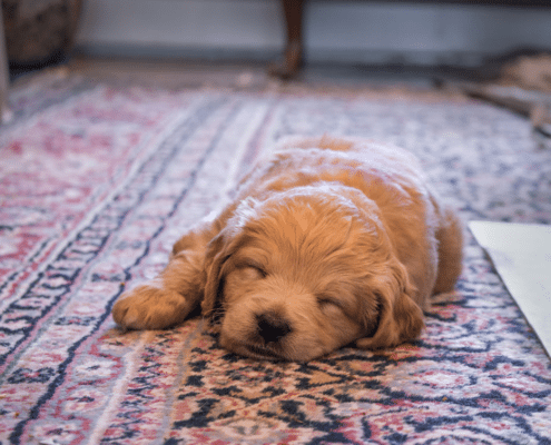 Dog On Rug