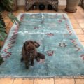 light blue contemporary sky blue berber rug hand knotted new mediums size