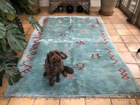 light blue contemporary sky blue berber rug hand knotted new mediums size