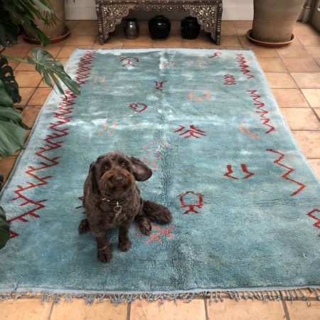 light blue contemporary sky blue berber rug hand knotted new mediums size