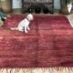 plain pink moroccan berber rug midcentury handwoven carpet magenta pink large area rug 220x295cm