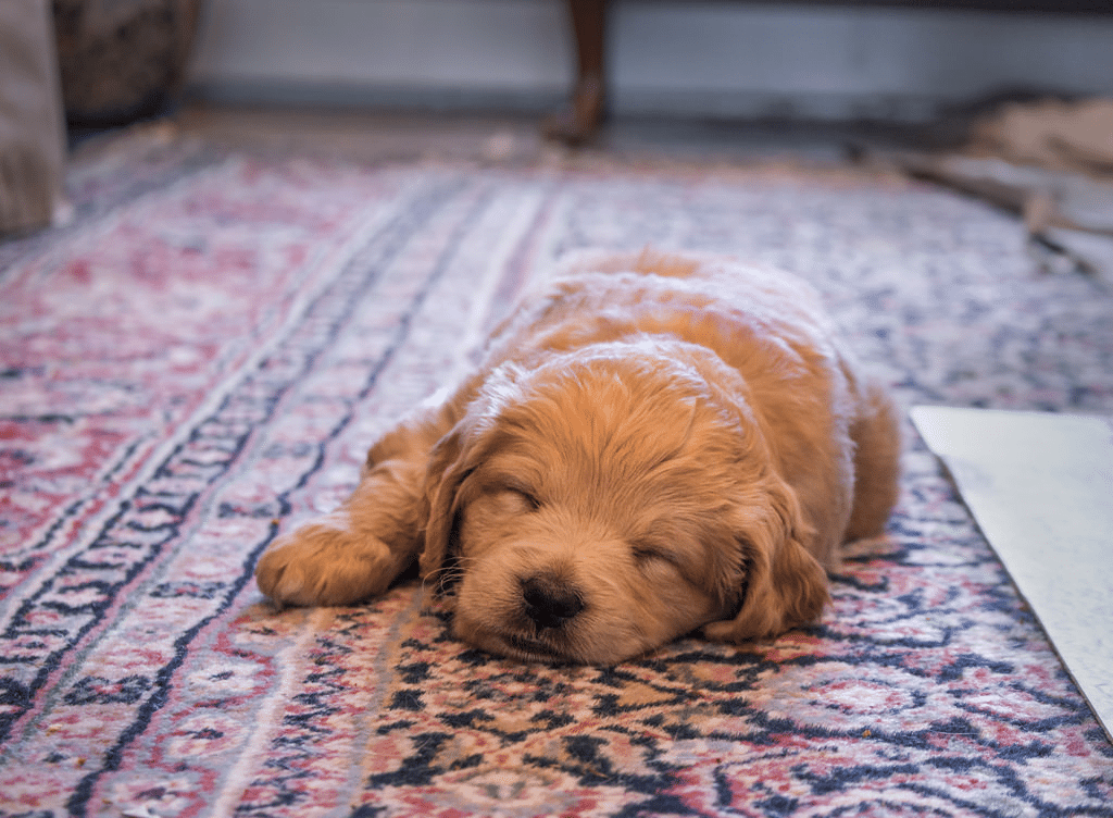 The Best Rug For Dog Owners | Emily's House London